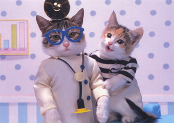 Persian Cat Pictures