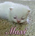 persian kittens for sale
