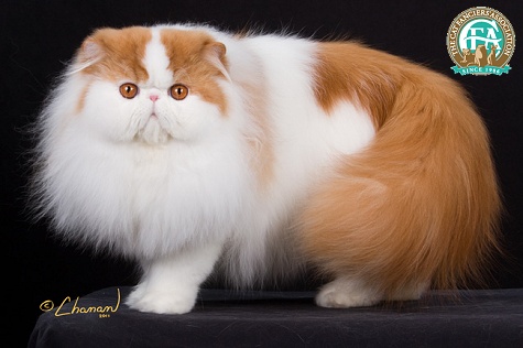 Silver Persian Cat
