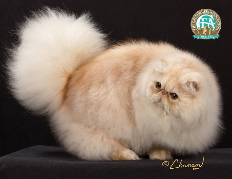 Silver Persian Cat