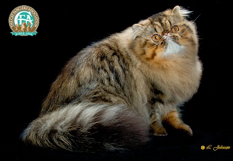 Silver Persian Cat