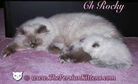Persian Kittens Rocky and little brother