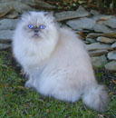 Persian Kittens Coco