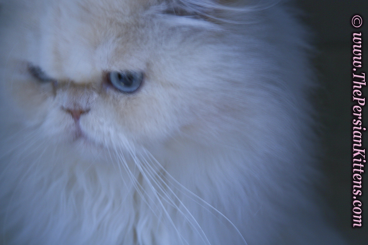 persian cat Maxi
