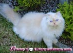 persian kitten