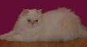 White Persian Kittens