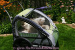 persian kittens travel in stroller