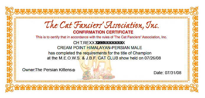 Persian Kittens Champion Rexx