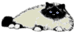 Persian Cat Image