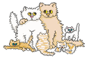 persian kitten video