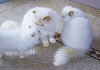 Persian Kittens Breeders