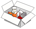 persian kitten video
