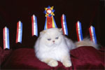 picture of persian kittens Maxi with his awards