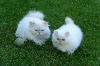 picture of persian kittens maxi and his kitten