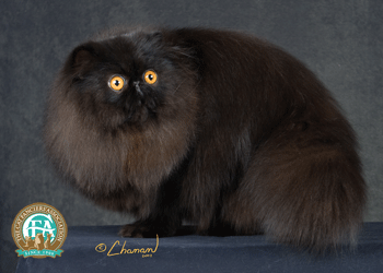 Persian Cats Picture