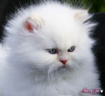 persian kitten