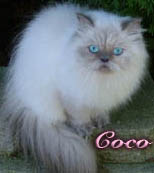persian cat Coco Channel