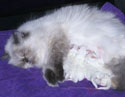 persian kittens