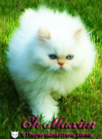 persian kitten Maxim