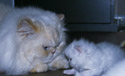 pictures of persian kittens