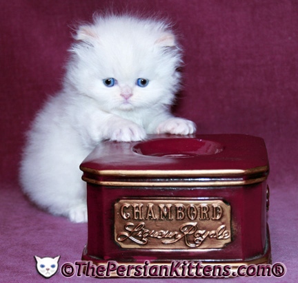 persian kittens