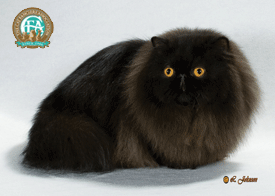 Black Persian Cat