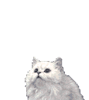 Persian Cat picture