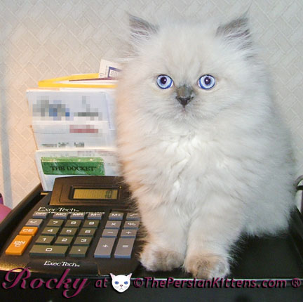 persian kitten