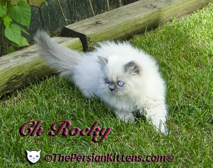 persian kitten