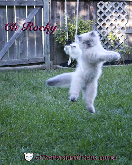 persian kitten hello kitty