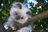 Persian Kittens Images