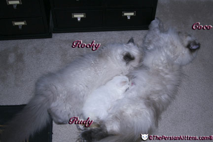 lilac point persian kitten