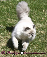 persian kitten