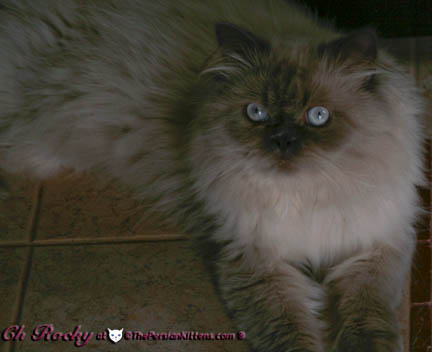 lilac point persian kitten