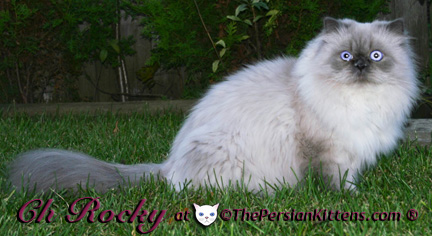 persian kitten