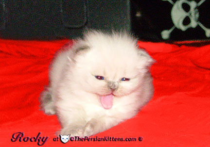 persian kittens Ariel-Hello Kitty