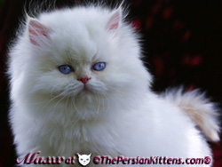 Persian Cat and persian kittens