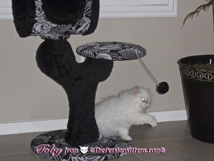 Persian Kittens Pictures