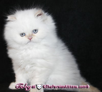 persian kitten 