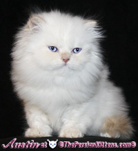 cream point persian himalayan