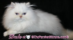 Persian Cat and persian kittens