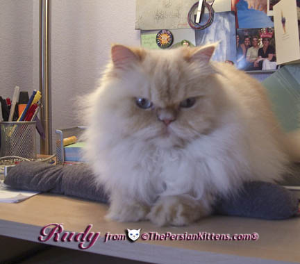 cream point persian kitten