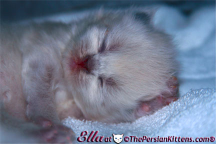 pictures of persian kitten