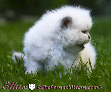 persian kitten