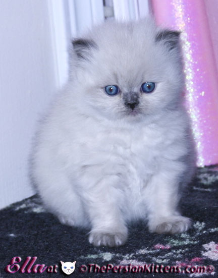 lilac cream point persian kitten