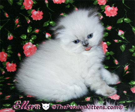 persian kitten