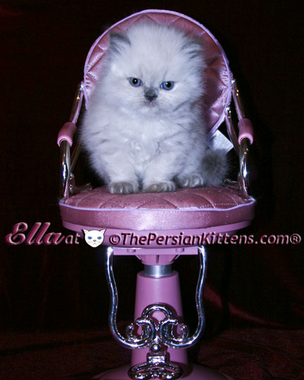 persian kitten