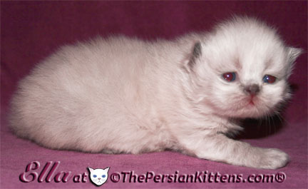 persian kitten