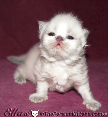 persian kittens Ariel-Hello Kitty