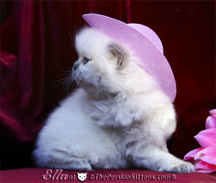 persian kitten